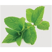 Menthol Tobacco Wholesale E-liquid